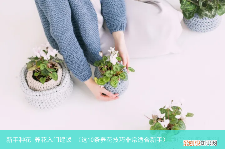 这10条养花技巧非常适合新手 新手种花 养花入门建议