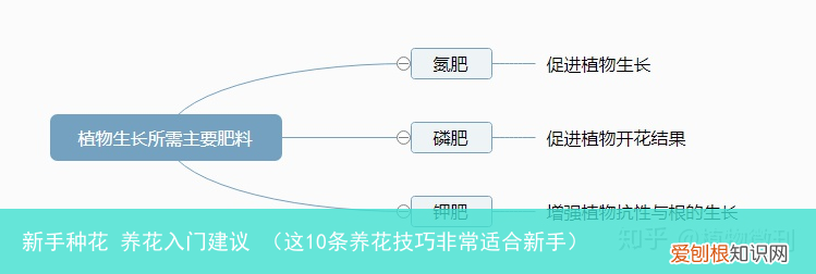 这10条养花技巧非常适合新手 新手种花 养花入门建议