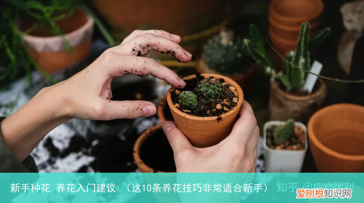 这10条养花技巧非常适合新手 新手种花 养花入门建议