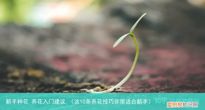 这10条养花技巧非常适合新手 新手种花 养花入门建议