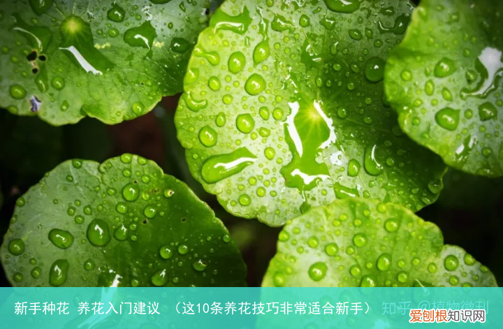 这10条养花技巧非常适合新手 新手种花 养花入门建议