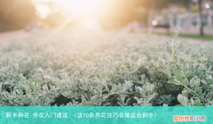 这10条养花技巧非常适合新手 新手种花 养花入门建议