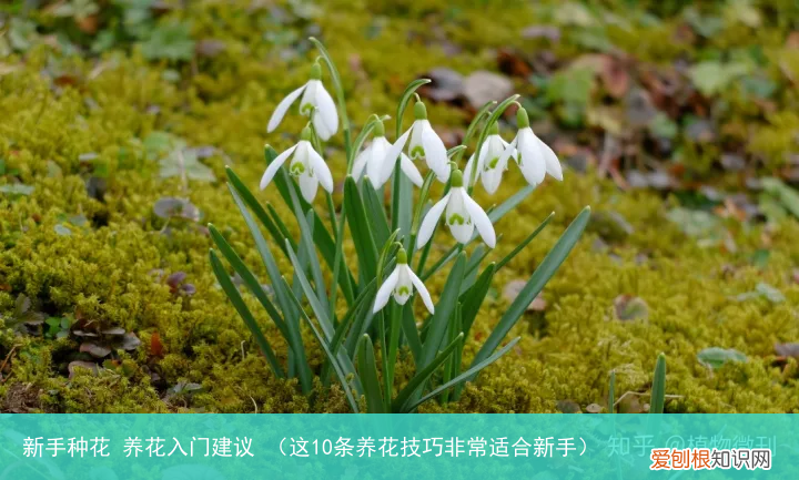 这10条养花技巧非常适合新手 新手种花 养花入门建议