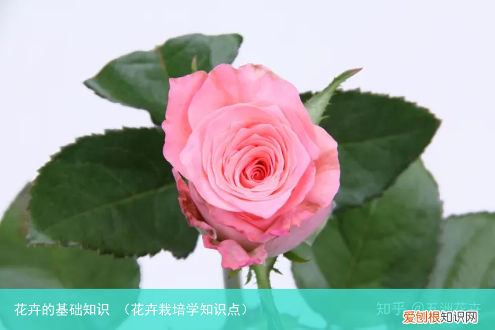 花卉栽培学知识点 花卉的基础知识