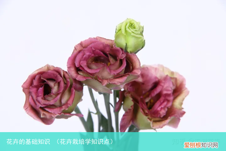 花卉栽培学知识点 花卉的基础知识