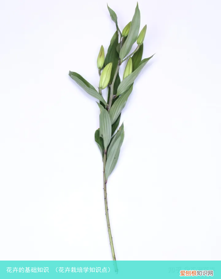 花卉栽培学知识点 花卉的基础知识
