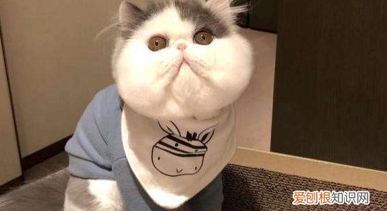 猫不爱吃鱼爱吃鸡肉,猫不爱吃鱼爱吃肉,猫不爱吃鱼怎么办，我家猫不爱吃鱼