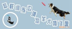 怎样训练边境牧羊犬接飞盘，怎样训练边境牧羊犬接飞盘的能力