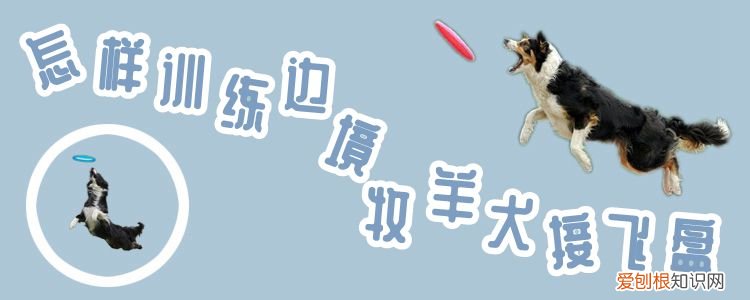怎样训练边境牧羊犬接飞盘，怎样训练边境牧羊犬接飞盘的能力