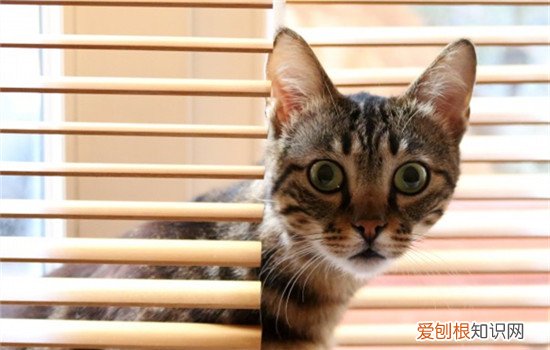 猫三联和狂犬是一针吗,猫三联和狂犬每年都要打吗,猫三联和狂犬可以一起打吗