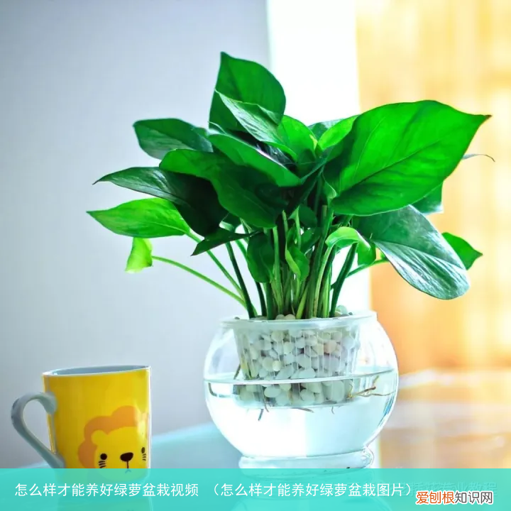 怎么样才能养好绿萝盆栽图片 怎么样才能养好绿萝盆栽视频