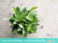 怎么样才能养好绿萝盆栽图片 怎么样才能养好绿萝盆栽视频