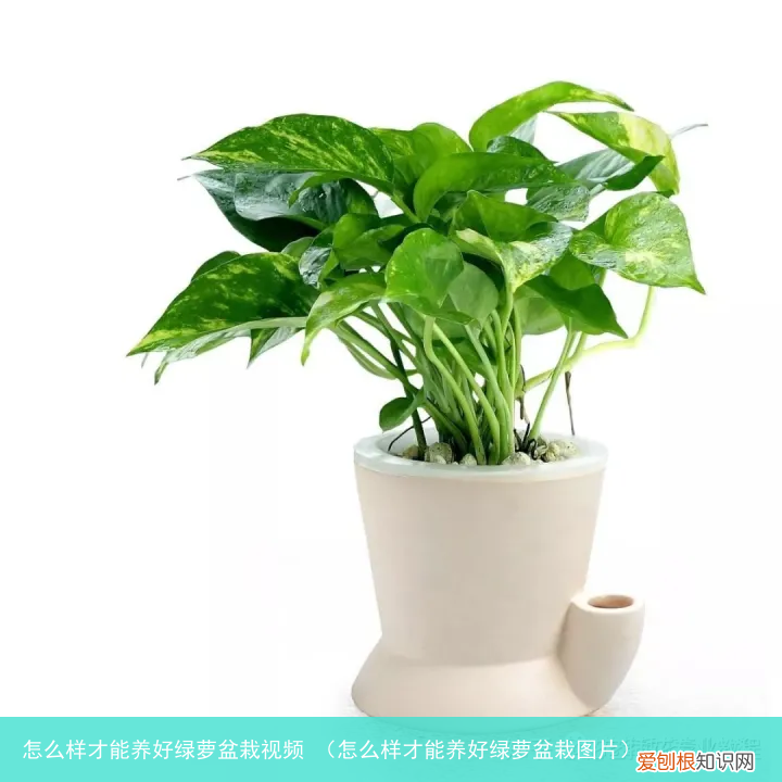 怎么样才能养好绿萝盆栽图片 怎么样才能养好绿萝盆栽视频