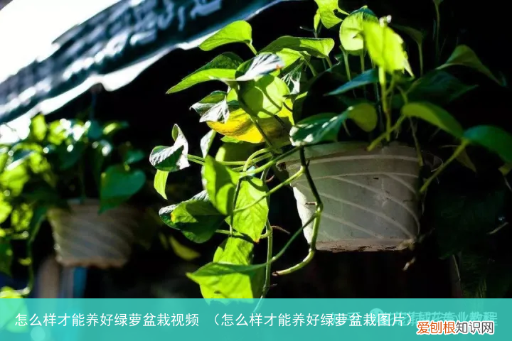 怎么样才能养好绿萝盆栽图片 怎么样才能养好绿萝盆栽视频