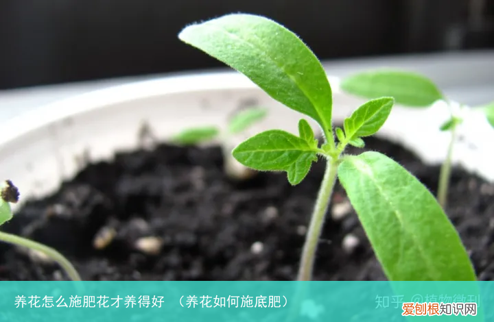 养花如何施底肥 养花怎么施肥花才养得好