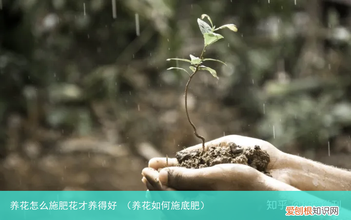 养花如何施底肥 养花怎么施肥花才养得好