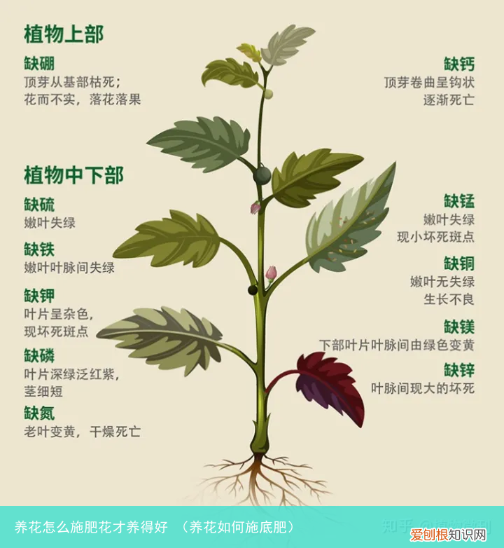 养花如何施底肥 养花怎么施肥花才养得好