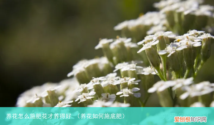 养花如何施底肥 养花怎么施肥花才养得好