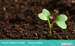 养花如何施底肥 养花怎么施肥花才养得好
