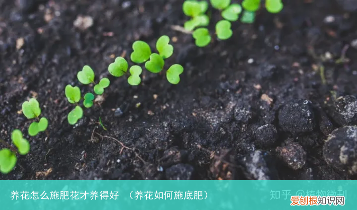养花如何施底肥 养花怎么施肥花才养得好