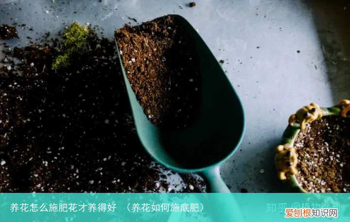 养花如何施底肥 养花怎么施肥花才养得好