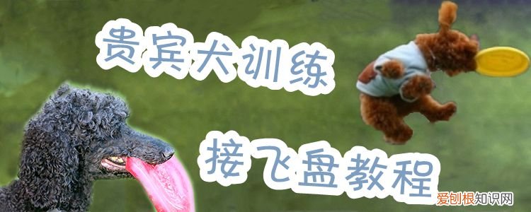 贵宾犬训练接飞盘教程，飞盘狗训练教程