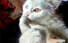 猫咪呕吐是怎么回事,猫咪呕吐没消化的猫粮,猫呕吐白色粘液,，猫咪吐白色胃液