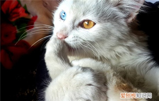 猫咪呕吐是怎么回事,猫咪呕吐没消化的猫粮,猫呕吐白色粘液,，猫咪吐白色胃液