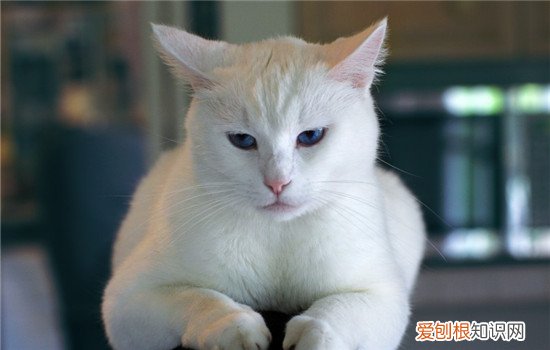 猫咪呕吐是怎么回事,猫咪呕吐没消化的猫粮,猫呕吐白色粘液,，猫咪吐白色胃液