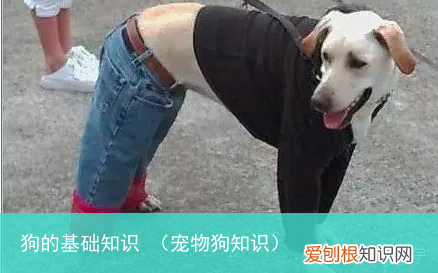 宠物狗知识 狗的基础知识