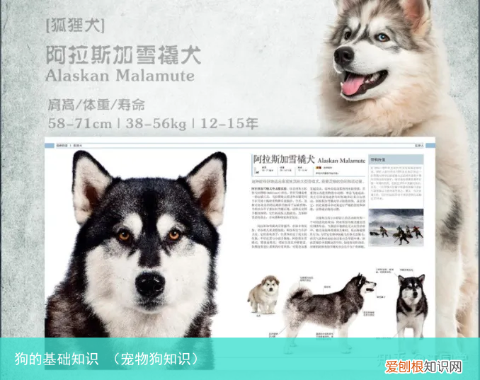 宠物狗知识 狗的基础知识