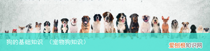 宠物狗知识 狗的基础知识