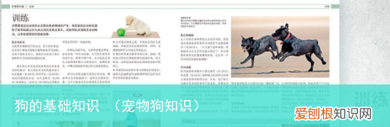 宠物狗知识 狗的基础知识