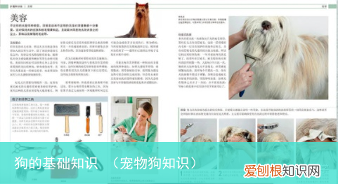宠物狗知识 狗的基础知识