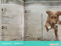 宠物狗知识 狗的基础知识