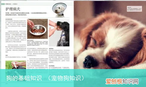 宠物狗知识 狗的基础知识