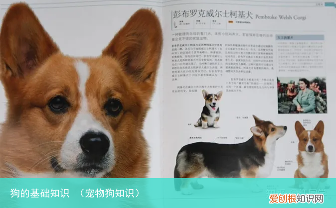宠物狗知识 狗的基础知识