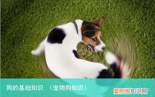宠物狗知识 狗的基础知识
