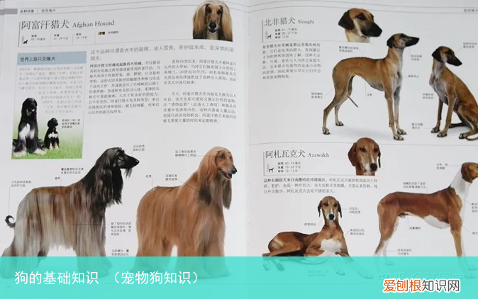 宠物狗知识 狗的基础知识
