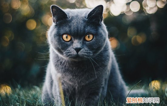 猫拉什么样的屎健康,猫拉什么样的便便正常,猫拉什么样的粑粑正常,正常猫拉屎是什么样的