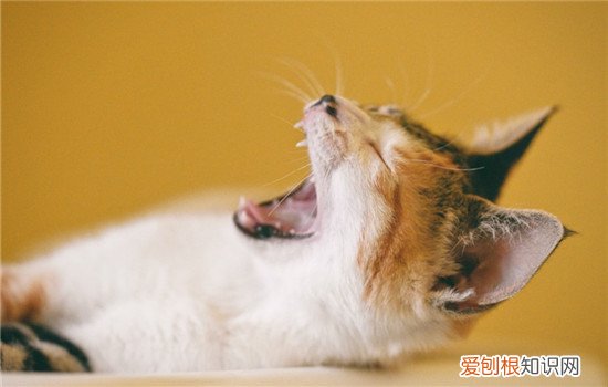 猫关节炎怎么治疗,猫关节炎如何发现,猫关节炎吃什么药,猫得关节炎是什么样