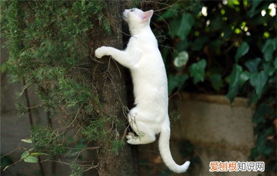 猫关节炎怎么治疗,猫关节炎如何发现,猫关节炎吃什么药,猫得关节炎是什么样