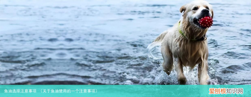 关于鱼油使用的一个注意事项 鱼油选择注意事项