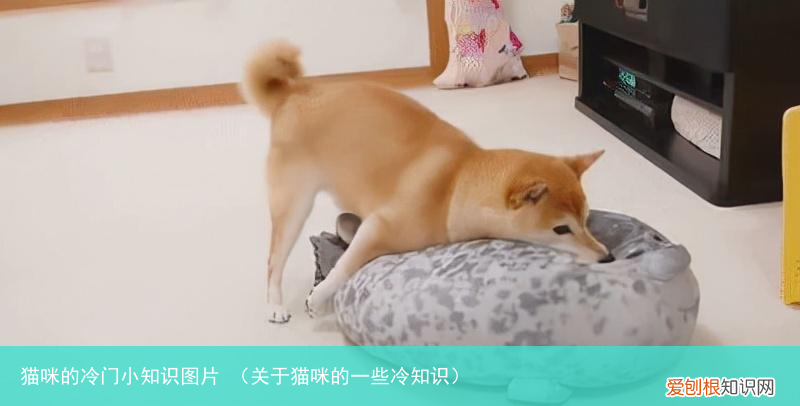 关于猫咪的一些冷知识 猫咪的冷门小知识图片