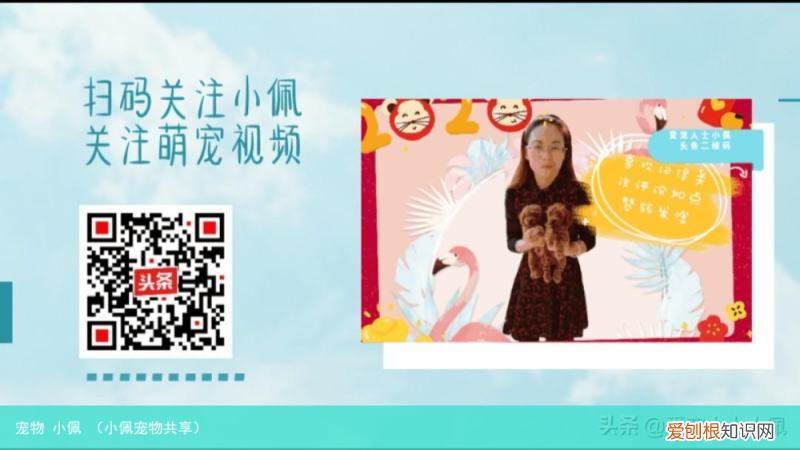 小佩宠物共享 宠物 小佩