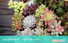 多肉怎能么养 应该怎样养多肉