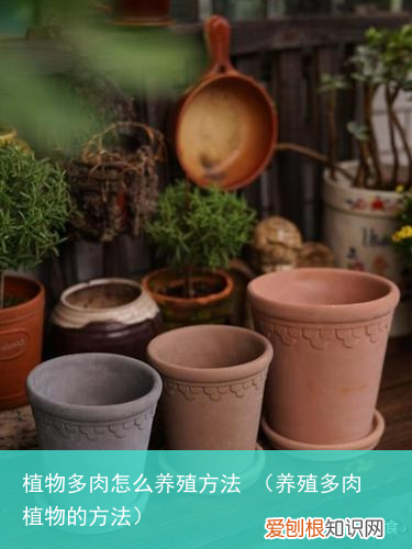 养殖多肉植物的方法 植物多肉怎么养殖方法