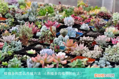 养殖多肉植物的方法 植物多肉怎么养殖方法