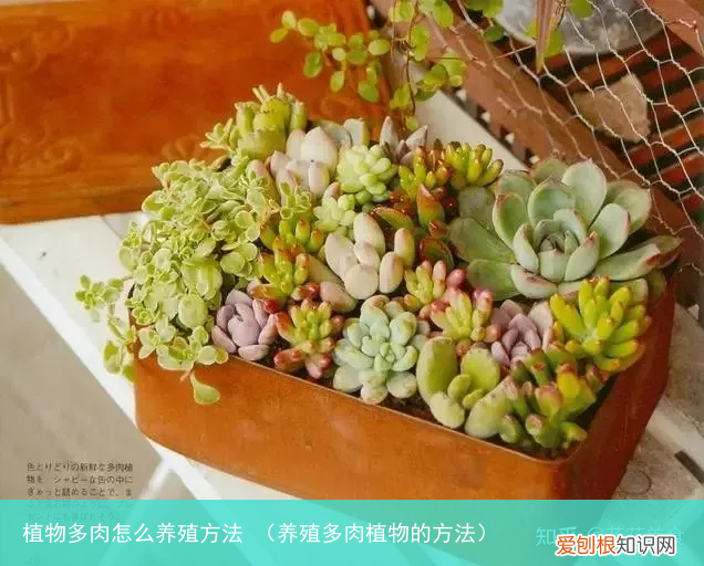 养殖多肉植物的方法 植物多肉怎么养殖方法