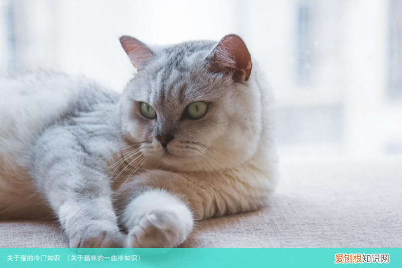 关于猫咪的一些冷知识 关于猫的冷门知识
